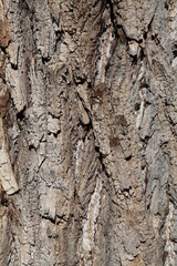 Texture, muro, foglie, corteccia, metallo