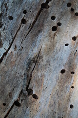Texture, muro, foglie, corteccia, metallo
