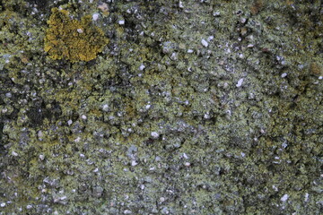 Texture, muro, foglie, corteccia, metallo