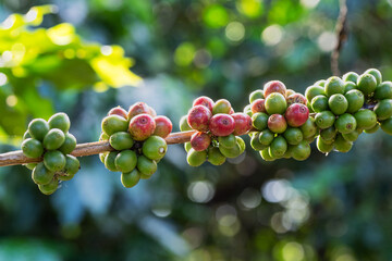 Close up of fresh arabica coffee beans on tree in agriculture plantation
