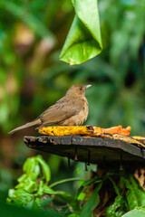 bird of Costa Rica
