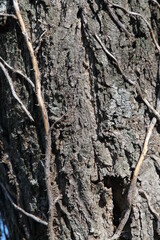 Texture, muro, foglie, corteccia, metallo