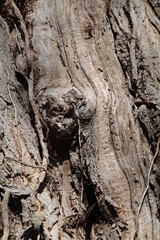 Texture, muro, foglie, corteccia, metallo