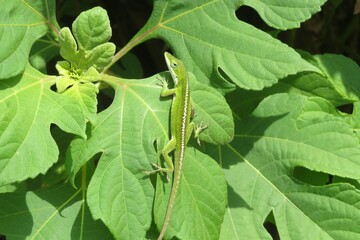 Tropical anole lizard on green leaves background in Florida nature 