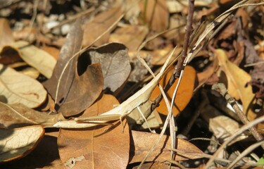 Tropical stick grasshopper on leafs background in Florida autumn forest, closeup