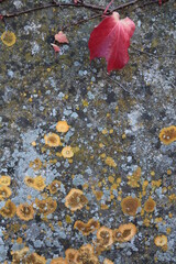 Texture, muro, foglie, corteccia, metallo