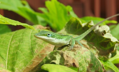 Green anole lizard on plant in Florida nature, closeup