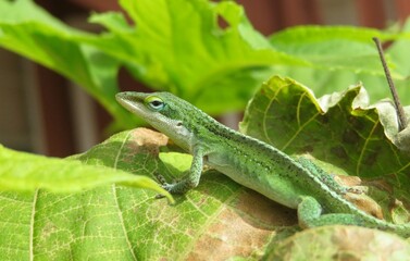Green tropical anole lizard on leaves in Florida wild, closeup