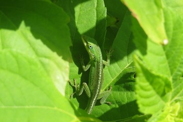 Green tropical anole lizard on leaves background in Florida nature