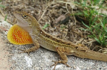 Tropical brown anole lizard in Florida wild, closeup