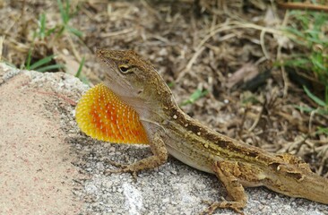 Tropical brown anole lizard on a stone in Florida wild, closeup