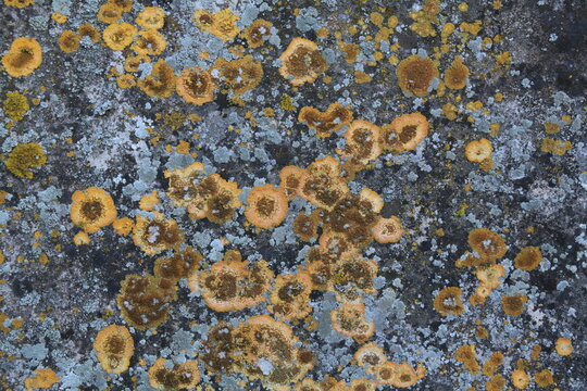 Texture, muro, foglie, corteccia, metallo