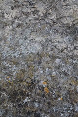 Texture, muro, foglie, corteccia, metallo