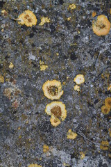 Texture, muro, foglie, corteccia, metallo