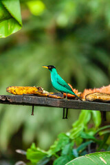 bird of Costa Rica