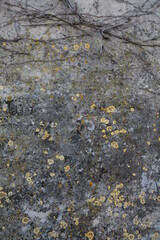 Texture, muro, foglie, corteccia, metallo