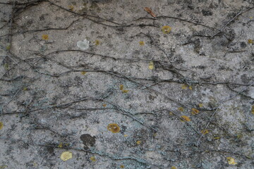 Texture, muro, foglie, corteccia, metallo