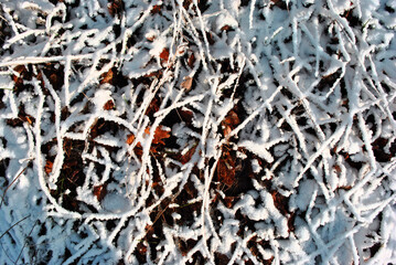 Grass stems covered with white snow, macro close up detail, natural background top view