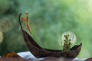 Fototapeta premium Creobroter gemmatus on Beautiful Pose