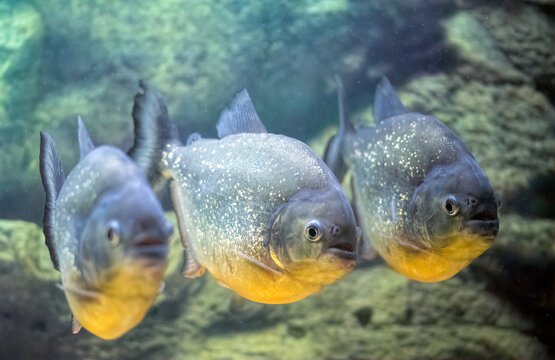 School of predatory piranhas in a freshwater aquarium