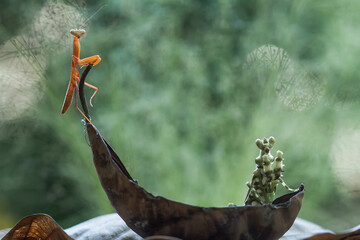 Creobroter gemmatus on Beautiful Pose