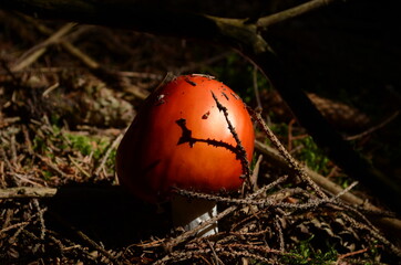 Close-up of poisonous young Fly agaric mushroom in the sunny autumn forest.