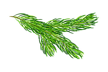 Green Pine Tree Evergreen Branch with Needle Leaves Vector Illustration