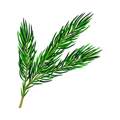 Fluffy Branch of Evergreen Pine Tree with Needle Leaves Vector Illustration