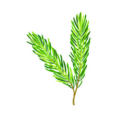 Evergreen Pine Tree Branch with Needle Leaves Vector Illustration