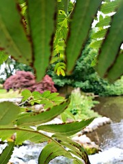 Garden #1