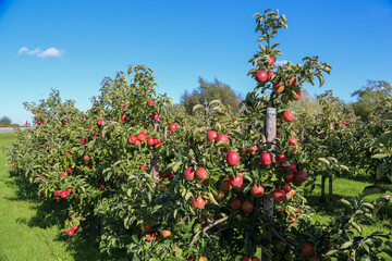 Fototapeta na wymiar red apples on a branch