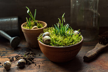 nice spring flowers in the moss
