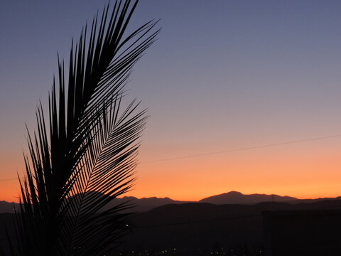 Palm tree leaf over multicolored sunset.