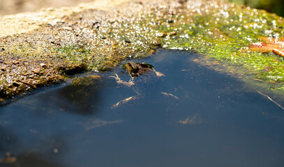 Anura frog in türkiye nature , amfibiler , frog .