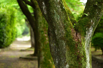 散歩道の木々