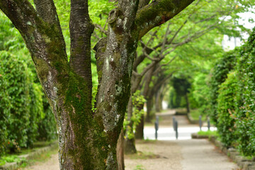 Fototapeta premium 散歩道の木々