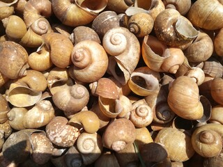 Discarded dry empty shell fit for marine-themed background