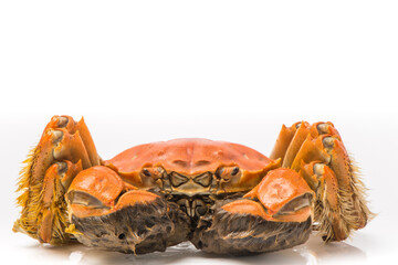 One close up of Chinese mitten crab, Three yangcheng lake hairy crabs isolated on white background.
