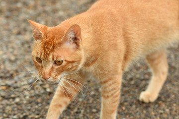 獲物を見つめる茶毛の野良猫
