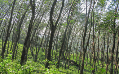 Fototapeta na wymiar Thick growth of Trees in the rain forests of The Silent Valley in Kerala