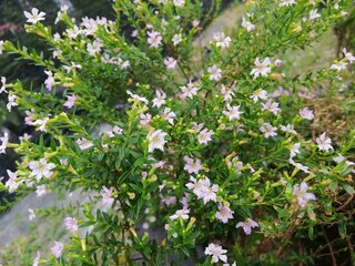 flowers in the garden
