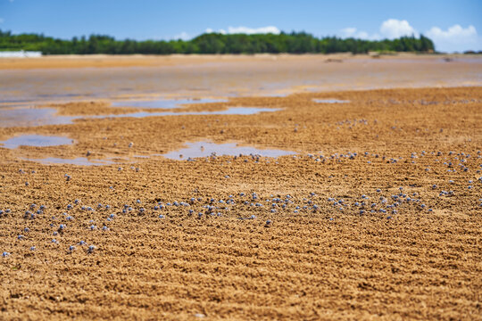 干潟 画像 参照 56,906 Stock 写真、ベクターおよびビデオ Adobe Stock