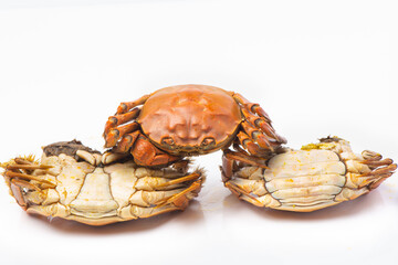 Three close up of Chinese mitten crab, Three yangcheng lake hairy crabs isolated on white background.