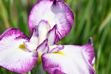 宮城県仙台市多賀城のあやめ祭り