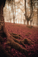 Bosque rojo de hayas con niebla en oto&ntilde;o