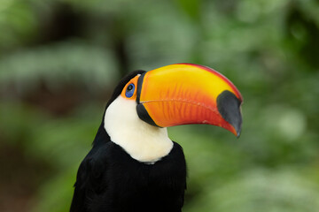 Toco-toucan in a rainforest in South America
