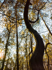 Fototapeta na wymiar Tree trunk shape on morning light