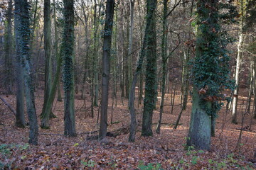 Obraz premium Wald, Herbst, Blätter, Eiche, Baum