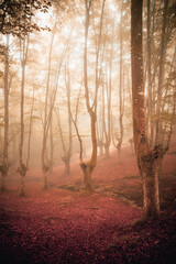 Bosque rojo de hayas con niebla en otoño
