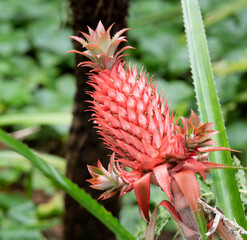 Naklejka na ściany i meble Wild red pineapple in a rainforest in South America